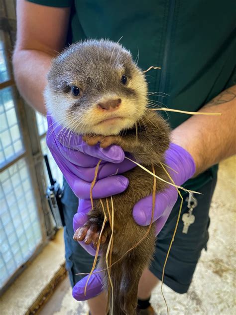 Otterly Adorable Names For Two Otter Pups | Perth Zoo