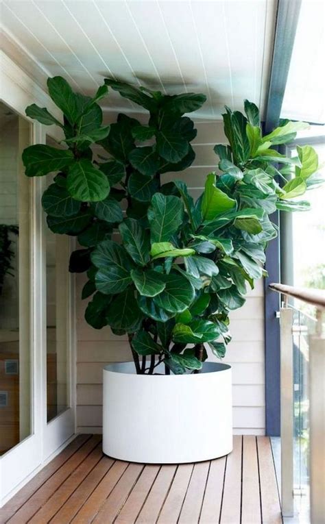 35 Interesting Indoor Plants Ideas for Summer | Big potted plants, Indoor plant pots, Plant ...