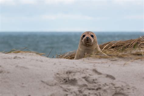 Robbe Grey Seal and sand free image download