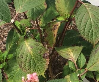 Hydrangea Diseases and Pests | Home and Garden Education Center
