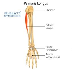 Wrist articles | Rehab My Patient