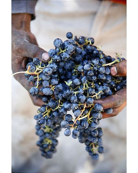 Photograph-Harvest worker holding Malbec wine grapes, Mendoza, Argentina, South America-10"x8 ...