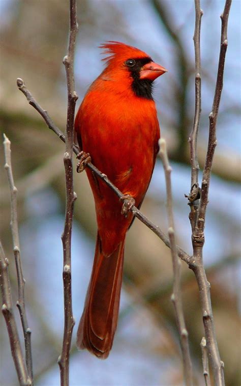 Free Images : branch, male, wildlife, beak, fauna, songbird, feathers ...