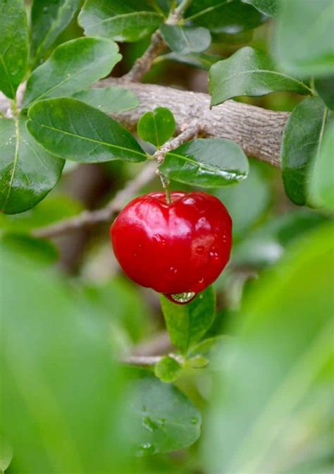 Acerola - health benefits, properties and how to grow it in pots or ground