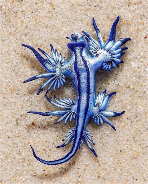 Ocean Conservancy on Instagram: “In case you've never seen a Blue ...