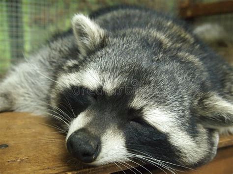 Sleeping raccoon stock image. Image of wild, raccoon - 13189933