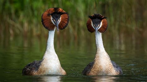 Outsider wins bird of the century for its 'propensity for puking ...