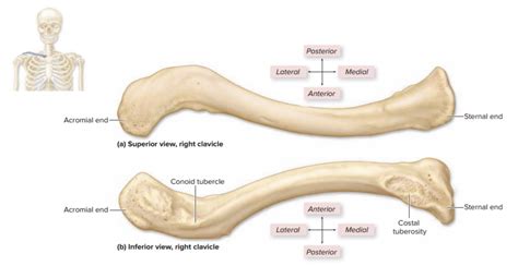 Clavicle Acromial End