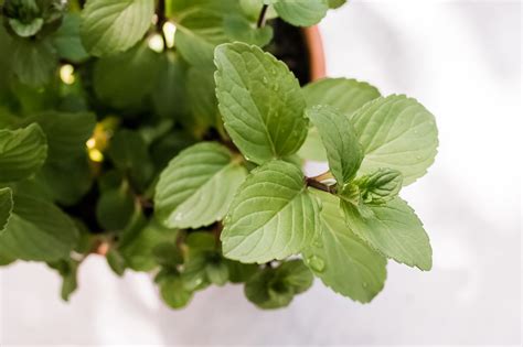 How to Grow Chocolate Mint