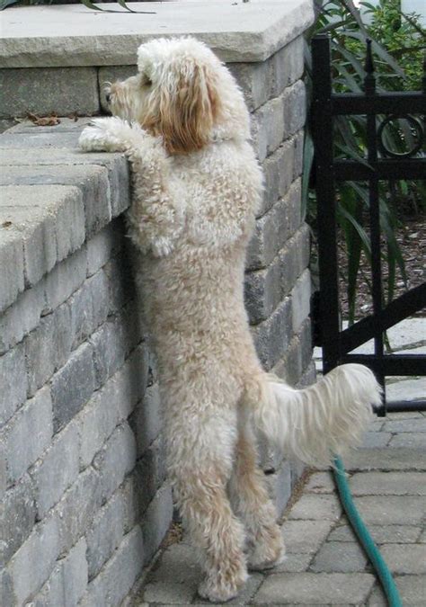 Finding Neverland | Cute dog pictures, Golden doodle dog, Doodle dog