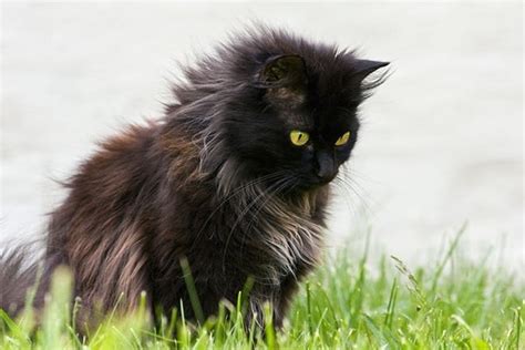 10 Most Friendly Cat Breeds in The World