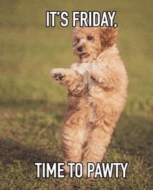 Tgif Meme Dog