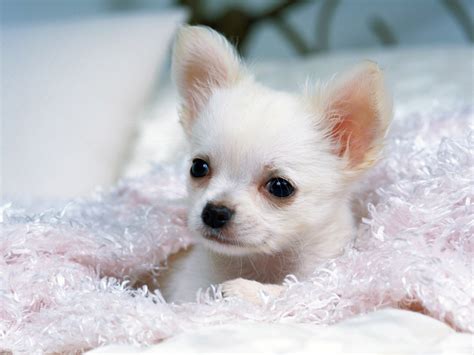 Cute Dogs: White Chihuahua Dogs