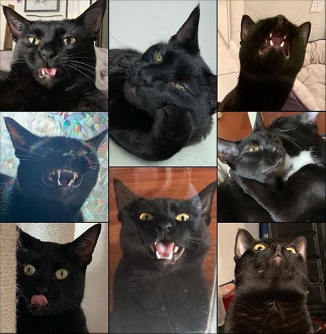 the many faces of jiji (part 2) : blackcats