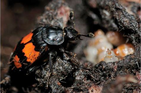 Research shows how carrion beetles turn death into life