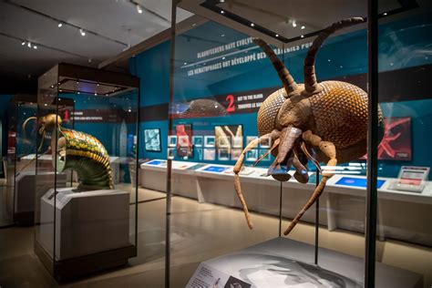 Sneak Peak: What New Exhibitions are Coming to Auckland Museum ...