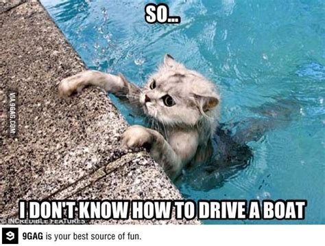 Poor cat | Swimming cats, Funny cats in water, Funny cat photos