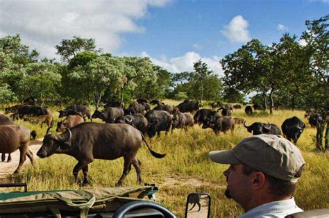 Kruger wildlife - Kruger Park Travel