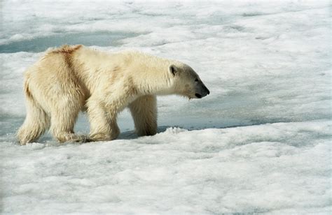 File:Polar Bear (js) 2.jpg - Wikimedia Commons
