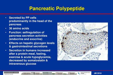 PPT - What we gastroenterologists must (should) know about pancreatic ...