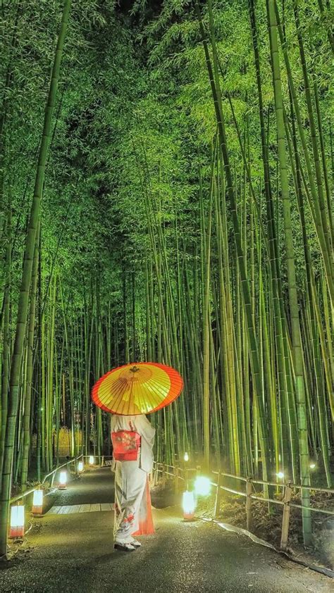 Bamboo Forest in Kyoto | 美しい風景, 綺麗 景色, 美しい風景写真