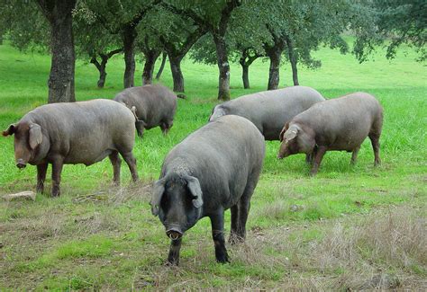 Iberian Pigs (1) | Monfragüe | Pictures | Spain in Global-Geography