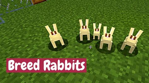 How To Breed Rabbits - Minecraft Tutorial - YouTube