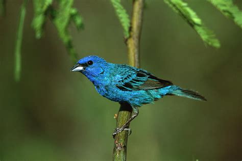 Indigo Bunting Passerina Cyanea Male Photograph by Tom Vezo