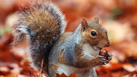 How do squirrels find their nuts in the winter?