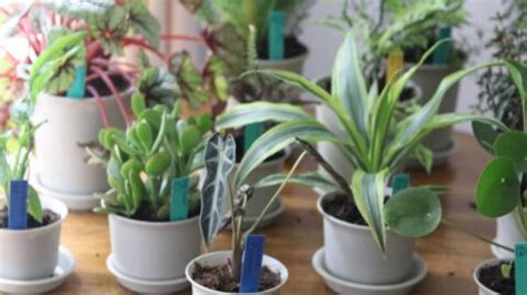 How to Increase Humidity For Plants (What Works)