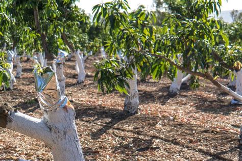 Grafting on a mango tree stock photo. Image of gardening - 80551392