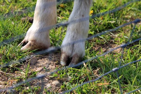 sheep feet | Flickr - Photo Sharing!