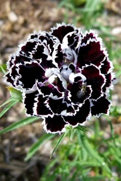 black carnations | Dianthus flowers, Flower seeds, Planting flowers