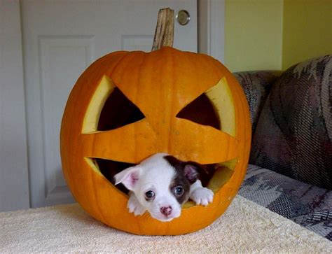 Halloween Puppy Wallpapers - Top Free Halloween Puppy Backgrounds ...