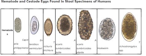 Solved Nematode and Cestode Eggs Found in Stool Specimens of | Chegg.com