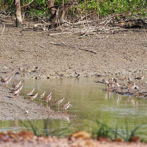 Kuala Selangor Nature Park, Kuala Selangor, SELANGOR – GoKelah