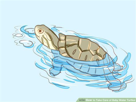 4 Ways to Take Care of Baby Water Turtles - wikiHow