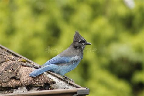 Stellar Jay stock photo. Image of blue, stellar, forest - 70257932