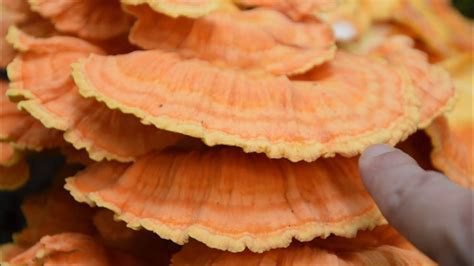 Chicken Of The Woods, Sulphur Shelf Mushroom Identification - Wild Edible Mushrooms - YouTube