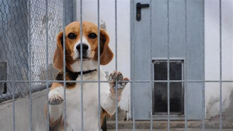 End harmful animal experiments | The Humane Society of the United States