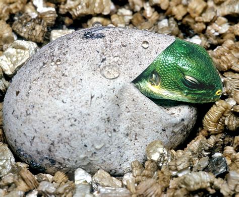 Fiji iguana | San Diego Zoo Wildlife Explorers