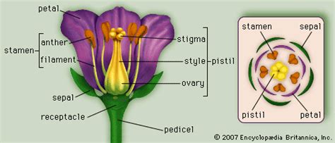 Stigma | plant | Britannica