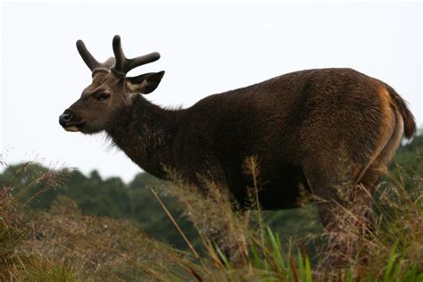 Sambar Deer | Say Hello to the Locals | Horton Plains, Sri Lanka