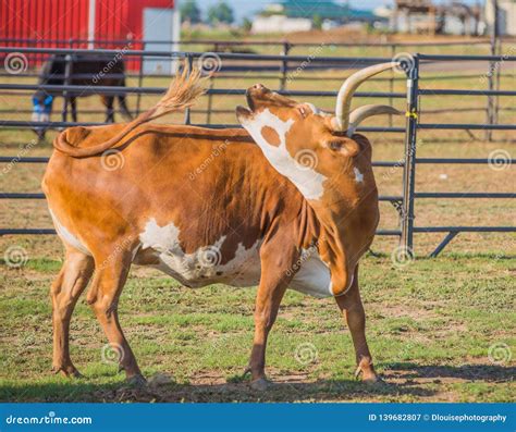 Texas Longhorn Cattle on the Ranch Stock Image - Image of pasture, stare: 139682807