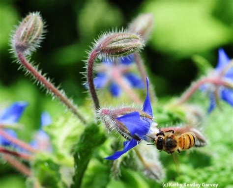 Honey bee foraging among the borage. (Photo by Kathy Keatley Garvey) | Medicinal plants, Herbal ...