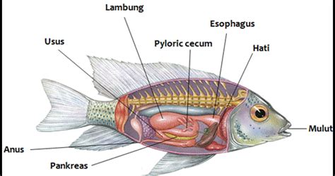 Mekanisme Pencernaan Pada Ikan - Lalaukan