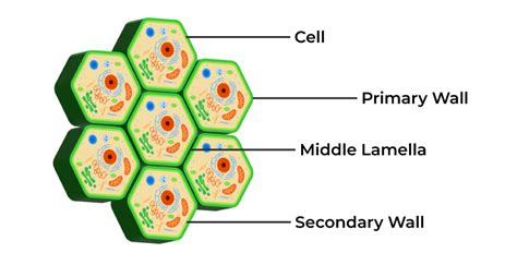 Cell Wall - Definition, Structure, Functions and Cell Wall Layers