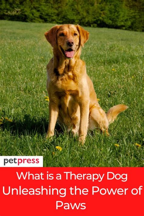 What is a Therapy Dog: Unleashing the Power of Paws