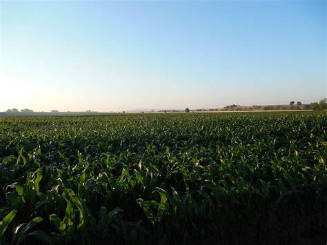 HD wallpaper: Cornfield, Corn, Field, Agriculture, harvest, arable, corn plants | Wallpaper Flare