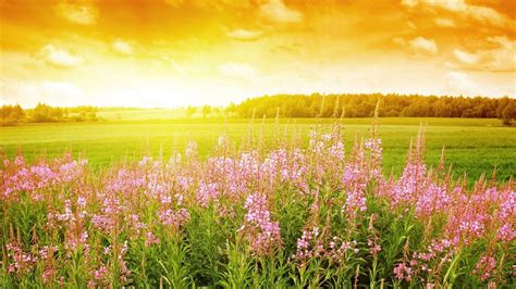 bloemen in de zon - Google zoeken | Summer wallpaper, Field wallpaper, Sunrise wallpaper